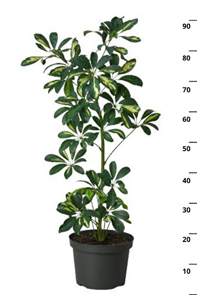 gardenata Schefflera Arboricola - Tek Gövdeli Alacalı Şeflera Canlı Salon Bitkisi 80 - 100 cm