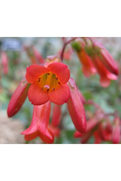 ATABEY ÇİÇEK Kırmızı açan kalanşo mangini fidesi