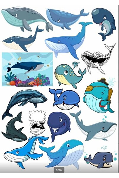 Reysa Tasarım مجموعة ملصقات الحوت - عبوة من 3 قطع