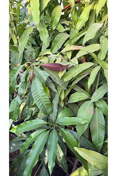 ERVA PEYSAJ Yabani mango fidanı 3 yada 4. Yıl meyve verir