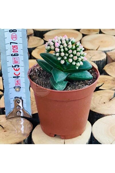 EGZOTİKBAHÇE Crassula Springtime Katlı Çiçek Açan Sukulent Bitkisi