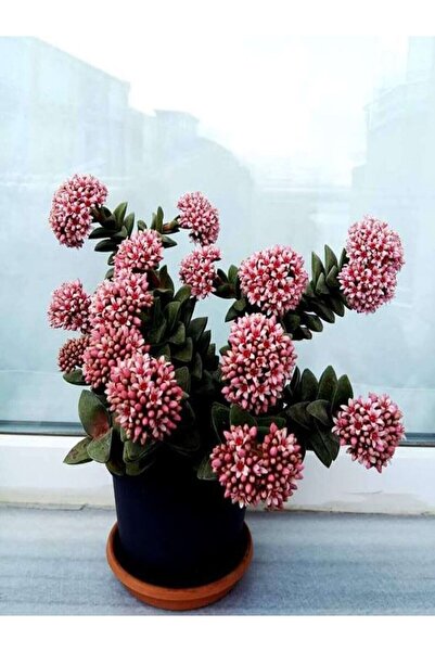 EGZOTİKBAHÇE Crassula Springtime Katlı Çiçek Açan Sukulent Bitkisi