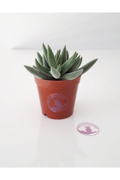 EGZOTİKBAHÇE Crassula Hispida Pempe Çiçek Açan Tüylü Skulent