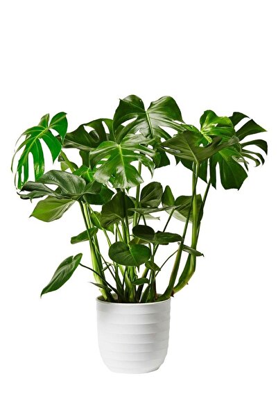 GoldLotus Dolgun Formlu Monstera Deve Tabanı (50-60 CM) Ithal