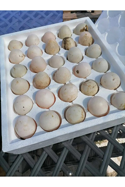 KorPet 30 adet ördek yumurtası yemeklik kahvaltılık