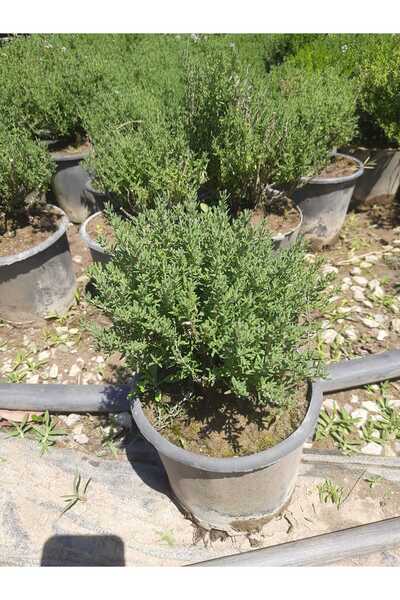 Çiçek Barınağı Kekik Bitkisi – Canlı Saksılı Aromatik Fide 10-20cm (Yenilebilir / Baharatlık / Balkon İçin Uygun)