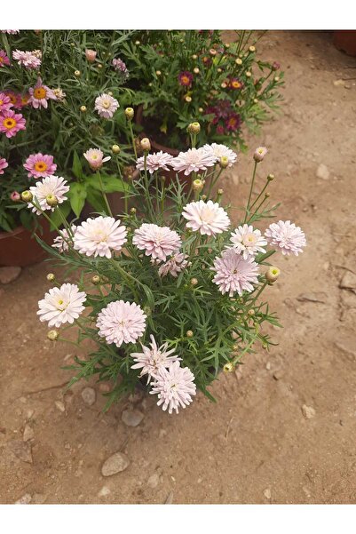 Florin Garden Çeşme Papatyası – Canlı Saksılı Bahçeye Uygun Beyaz Çiçekli Bit...