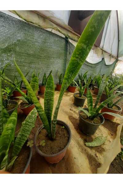 Genel Markalar Yeşil Paşa Kılıcı – Canlı Saksılı Salon Bitkisi 15-30cm