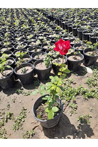 Florin Garden Yediveren Kırmızı Gül – Canlı Saksıda Gül Fidesi 40-60cm (Sürekli Çiçek Açan)
