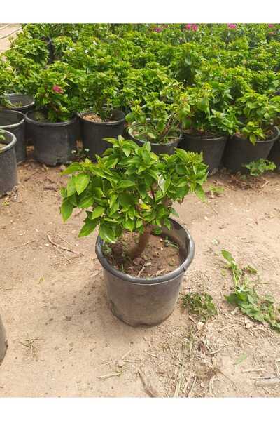 Florin Garden Piramit Begonvil– Canlı Saksılı Gösterişli Yapraklı Bitki (Gölg...