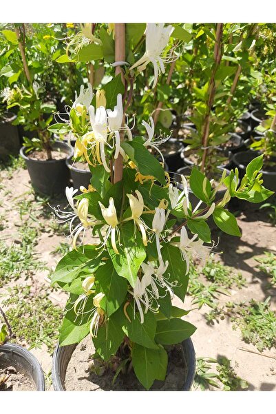 Florin Garden Hanımeli Sarmaşık – Canlı Saksıda Çiçekli Tırmanıcı Bitki 80-100cm (Mis Kokulu / Bahçeye Uygun)