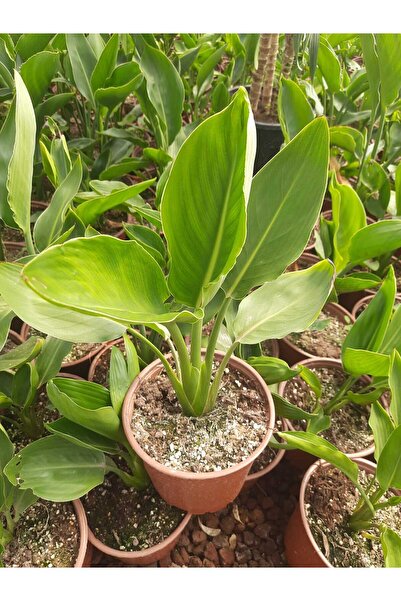 Genel Markalar Starliçe – Canlı Saksılı Cennet Kuşu Çiçeği 60-70cm (Tropikal Salon Bitkisi)