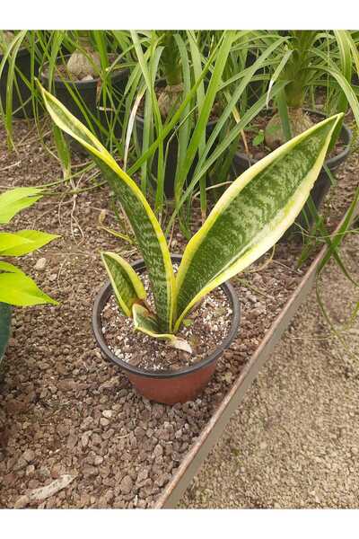 Florin Garden Sarı Paşa Kılıcı – Canlı Saksılı Hava Temizleyici Salon Bitkisi 15-30cm