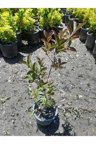 Genel Markalar Kırmızı Oya Fidanı – Canlı Saksılı Çiçekli Ağaç Fidesi 60-80cm (Bahçe İçin / Yaz Boyu Çiçekli)