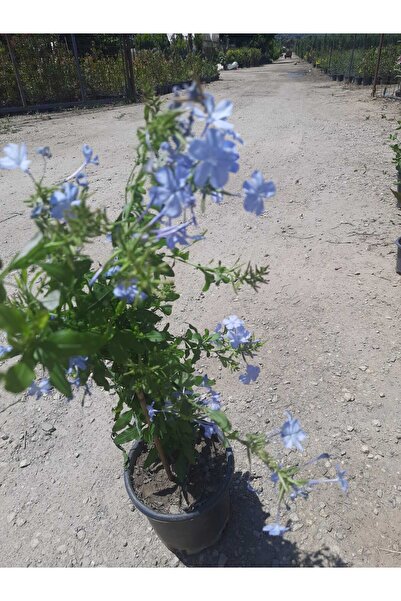 Florin Garden Mavi Yasemin – Canlı Saksıda Çiçekli Bitki