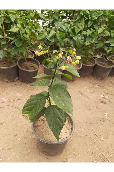 Genel Markalar Kızılay Çiçeği Fidanı – Clerodendrum thomsoniae, Saksılı, İç v...
