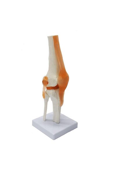MAXİ Spine Knee Model 27