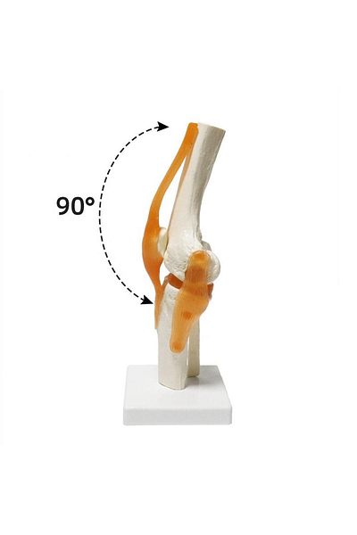 MAXİ Spine Knee Model 27