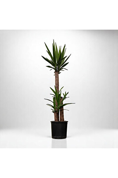 TNT Flowers Yuka Üç Kollu Yuka Bitkisi Yuka Ağacı Yucca Massengena 120-140 Cm Avize Çiçeği Salon Bitkisi