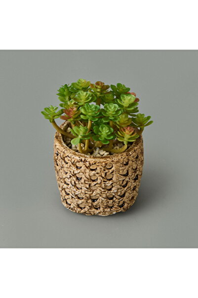 Genel Markalar Renkli Hasır Efekt Saksıda Mini Sukulent 7x8x8 cm