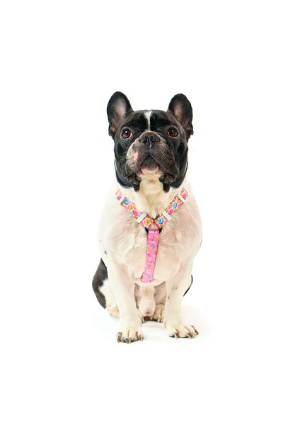 Famous Frenchie Ham pentru caini, ajustabil, Famous Frenchie, Donut Mania, marime universala