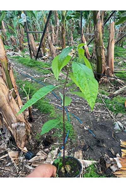 DRZ TARIM Avokado Tüplü Aşısız Fide 30 Cm Üstü 1 Adet