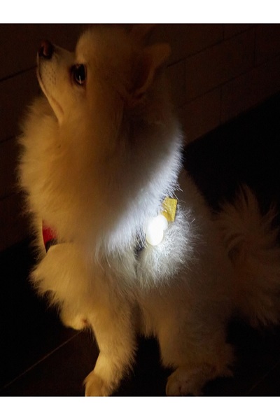 Kikkerland Köpek Işıklı Tasma İsimliği