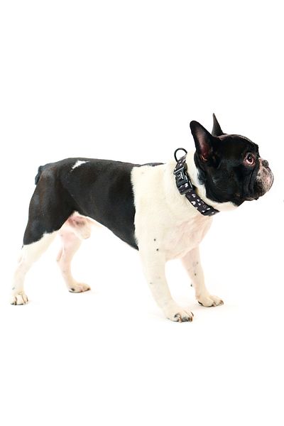 Famous Frenchie Zgarda pentru caini, Famous Frenchie, Black Hearts
