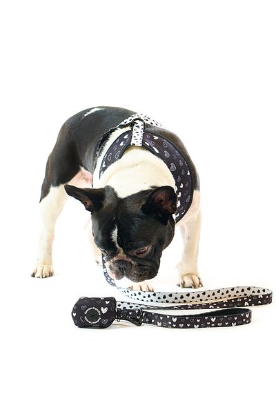 Famous Frenchie Accesoriu pungi pentru catei, Famous Frenchie, Black Hearts