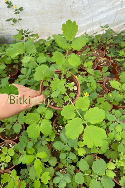 ULUDAĞ HERBAL Kırlangıç - Saksıda Kırlangıç Otu-temre Otu-göz Otu