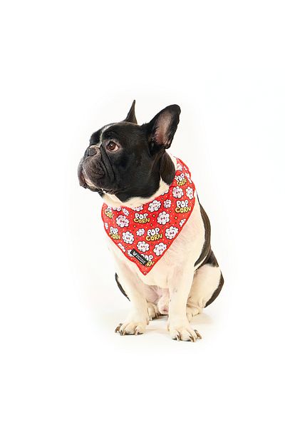 Famous Frenchie Bandana pentru caini, Famous Frenchie, Popcorn Fever