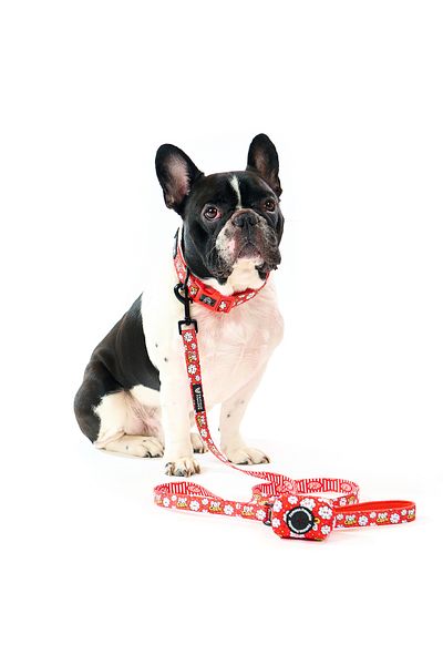 Famous Frenchie Set 3 piese, zgarda, lesa, accesoriu pungi pentru catei, Popcorn Fever