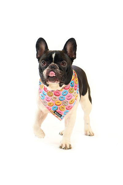 Famous Frenchie Bandana pentru caini, Famous Frenchie, Donut Mania