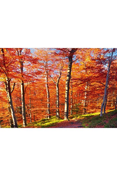 media Tablou canvas Toamna tarzie, 45 x 30 cm