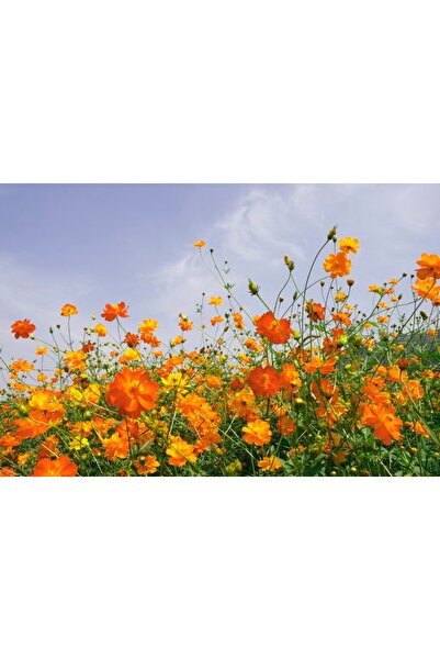 media Tablou canvas Flori86, 75 x 50 cm