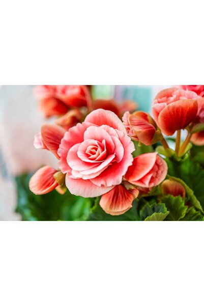 media Tablou canvas Flori159, 75 x 50 cm