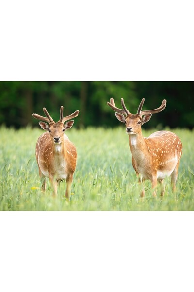 media Tablou canvas Animal51, 45 x 30 cm