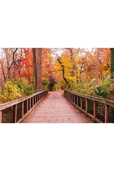 media Photo wallpaper Bridge in autumn forest, 250 x 200 cm