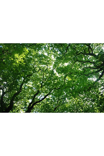 media Tablou canvas Padure42, 45 x 30 cm