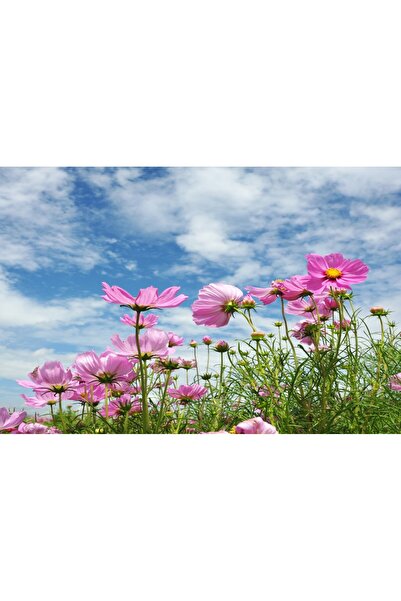 media Tablou canvas Flori roz de camp, vara, 75 x 50 cm