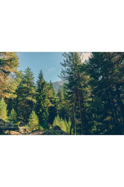 media Tablou canvas Padure60 montana verde, 90 x 60 cm