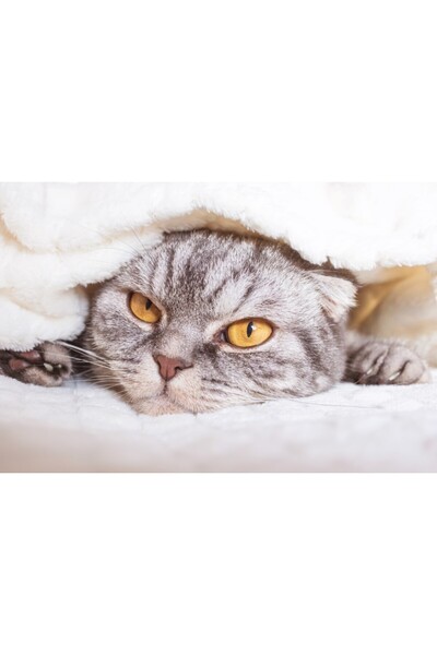 media Tablou canvas Pisica19, 75 x 50 cm