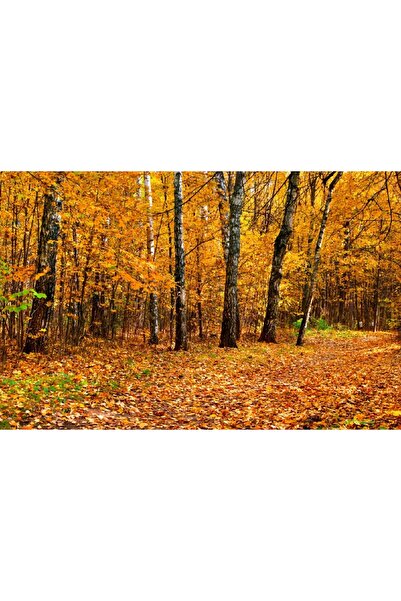 media Tablou canvas Padure41, 75 x 50 cm