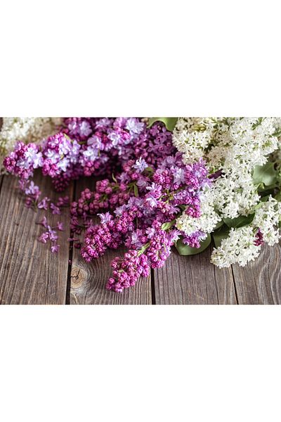 media Fototapet de perete autoadeziv si lavabil Flori150 Liliac mov si alb, 350 x 200 cm