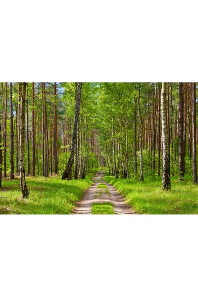 media Tablou canvas Drum, padure, vara, 75 x 50 cm