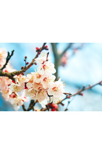 media Tablou canvas Flori145, 90 x 60 cm