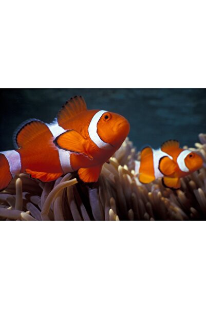 media Tablou canvas Animal54, 90 x 60 cm