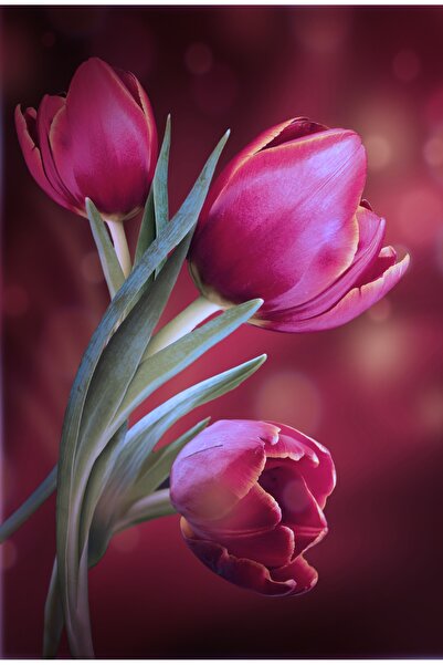 media Tablou canvas Lalele mov, buchet, 50 x 75 cm