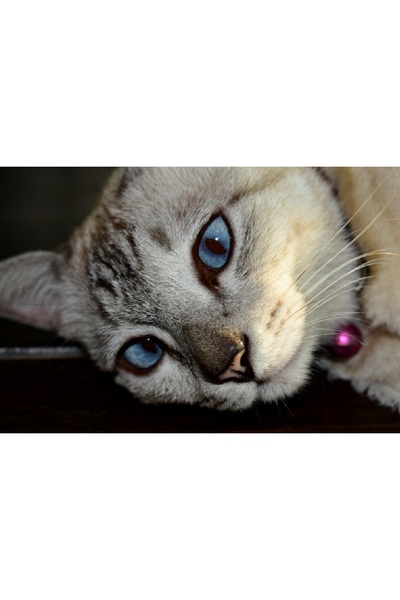 media Tablou canvas Pisici6, 75 x 50 cm