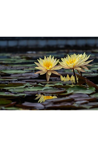 media Tablou canvas Flori62, 45 x 30 cm